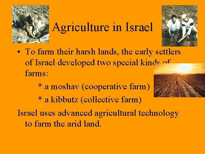 Agriculture in Israel • To farm their harsh lands, the early settlers of Israel