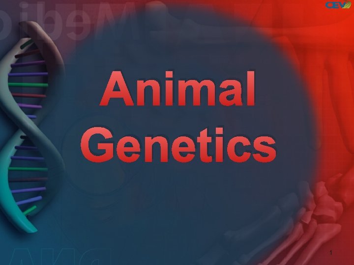 Animal Genetics 1 