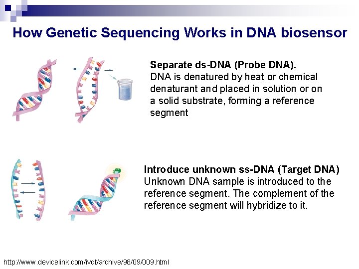 How Genetic Sequencing Works in DNA biosensor Separate ds-DNA (Probe DNA). DNA is denatured