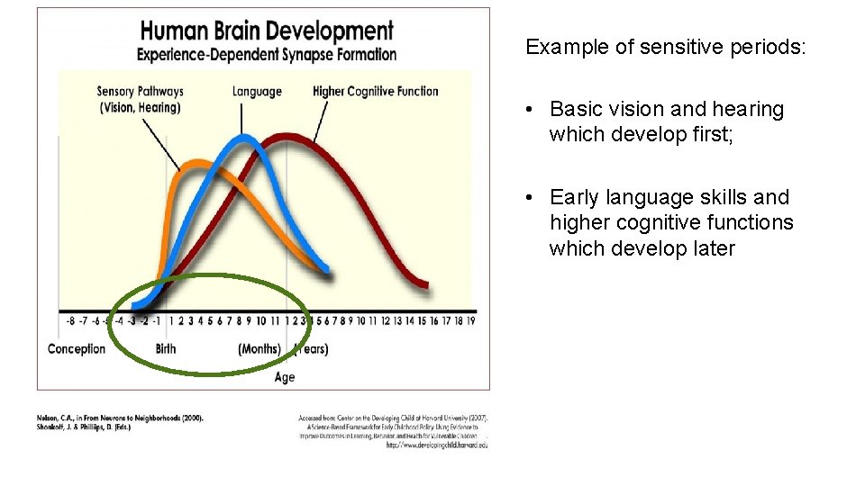 Example of sensitive periods: • Basic vision and hearing which develop first; • Early