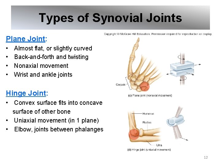 Types of Synovial Joints Plane Joint: • • Almost flat, or slightly curved Back-and-forth