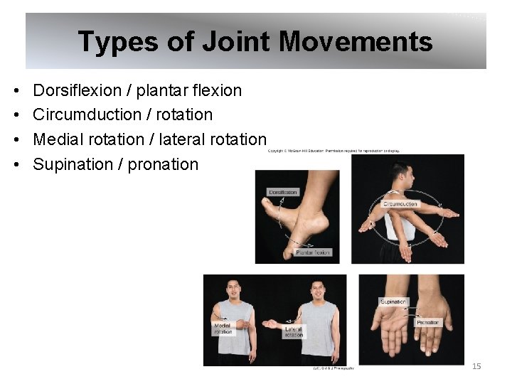 Types of Joint Movements • • Dorsiflexion / plantar flexion Circumduction / rotation Medial