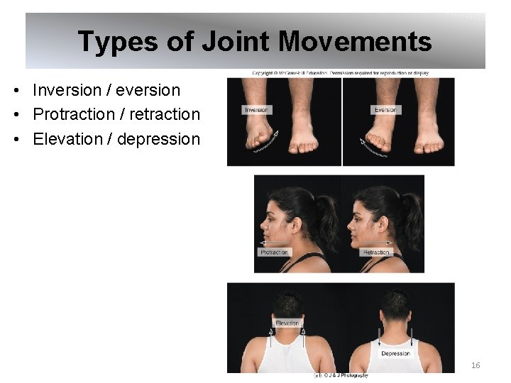 Types of Joint Movements • Inversion / eversion • Protraction / retraction • Elevation