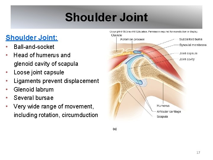 Shoulder Joint: • Ball-and-socket • Head of humerus and glenoid cavity of scapula •