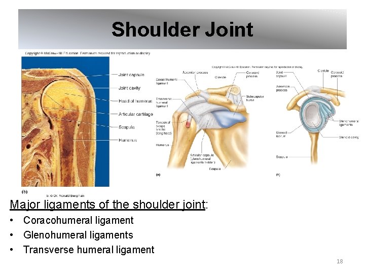 Shoulder Joint Major ligaments of the shoulder joint: • Coracohumeral ligament • Glenohumeral ligaments