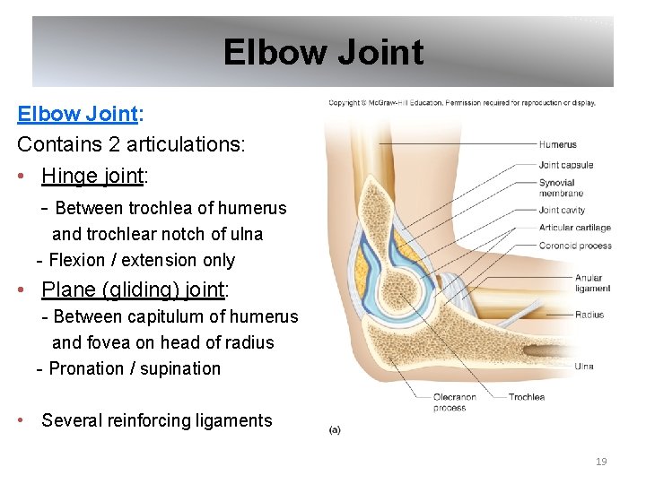 Elbow Joint: Contains 2 articulations: • Hinge joint: - Between trochlea of humerus and