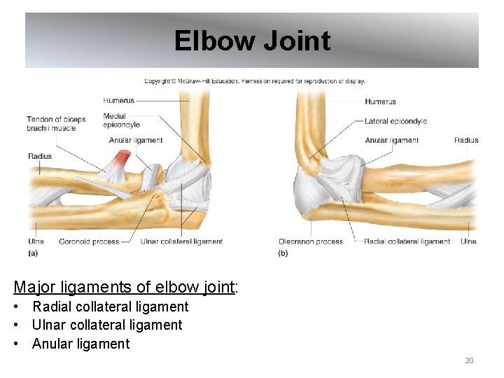 Elbow Joint Major ligaments of elbow joint: • Radial collateral ligament • Ulnar collateral