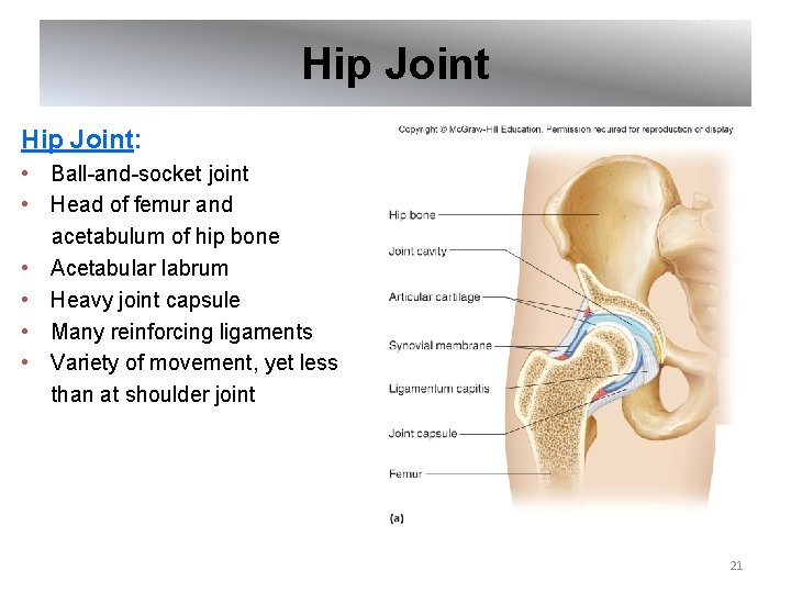 Hip Joint: • Ball-and-socket joint • Head of femur and acetabulum of hip bone