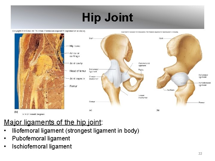 Hip Joint Major ligaments of the hip joint: • Iliofemoral ligament (strongest ligament in