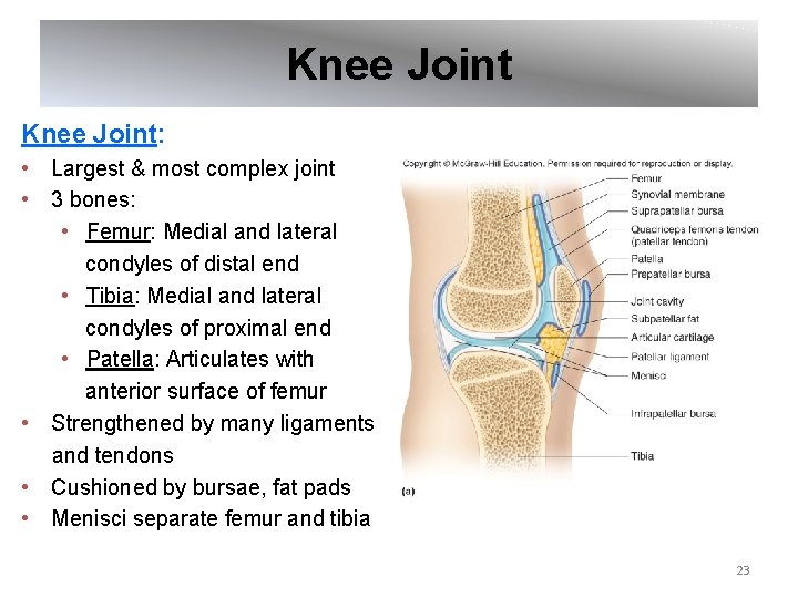 Knee Joint: • Largest & most complex joint • 3 bones: • Femur: Medial