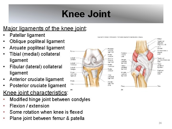 Knee Joint Major ligaments of the knee joint: • • Patellar ligament Oblique popliteal