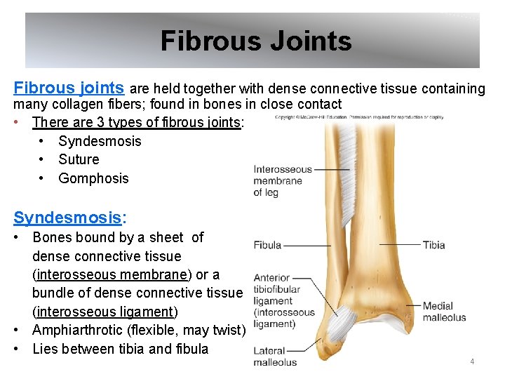  Fibrous Joints Fibrous joints are held together with dense connective tissue containing many