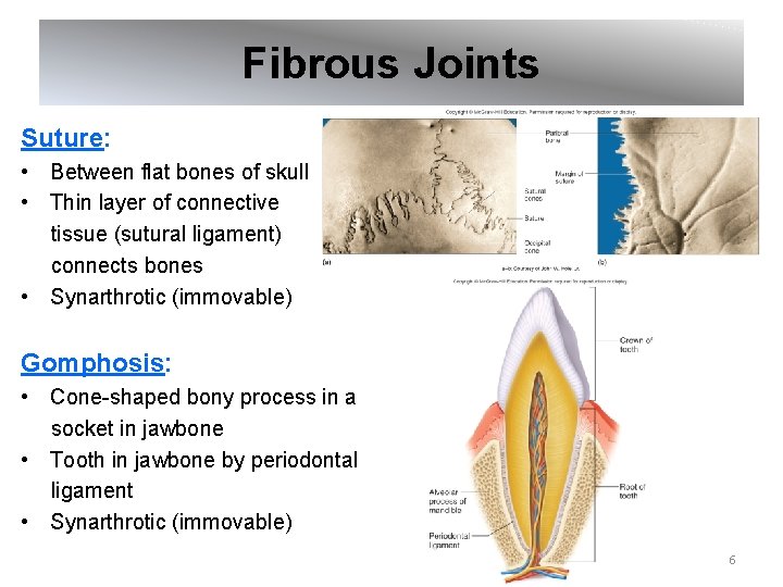 Fibrous Joints Suture: • Between flat bones of skull • Thin layer of connective