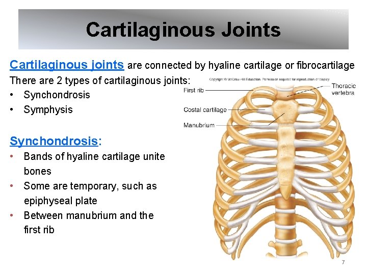 Cartilaginous Joints Cartilaginous joints are connected by hyaline cartilage or fibrocartilage There are 2