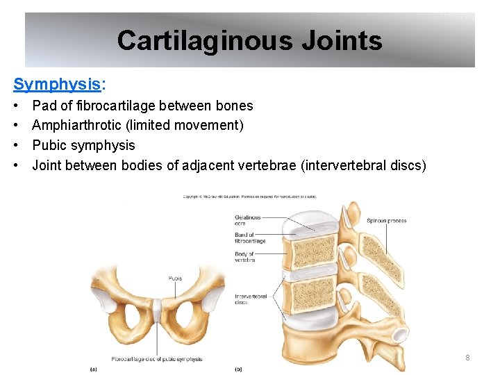 Cartilaginous Joints Symphysis: • • Pad of fibrocartilage between bones Amphiarthrotic (limited movement) Pubic