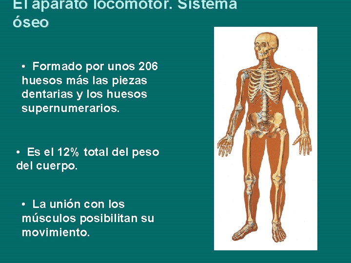 El aparato locomotor. Sistema óseo • Formado por unos 206 huesos más las piezas