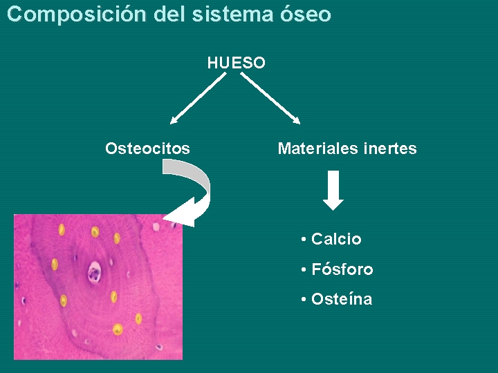 Composición del sistema óseo HUESO Osteocitos Materiales inertes • Calcio • Fósforo • Osteína