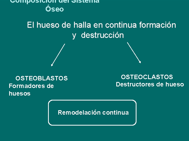 Composición del Sistema Óseo El hueso de halla en continua formación y destrucción OSTEOBLASTOS