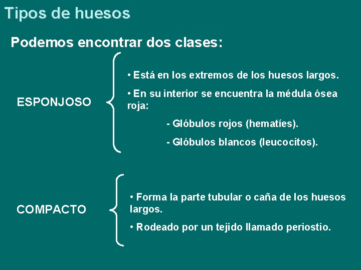 Tipos de huesos Podemos encontrar dos clases: • Está en los extremos de los