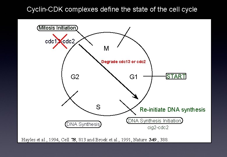 Cyclin-CDK complexes define the state of the cell cycle Mitosis Initiation cdc 13 -cdc