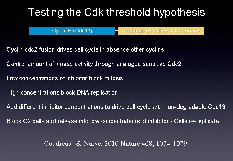 Testing the Cdk threshold hypothesis Cyclin B (Cdc 13) Analogue Sensitive Cdc 2 Kinase