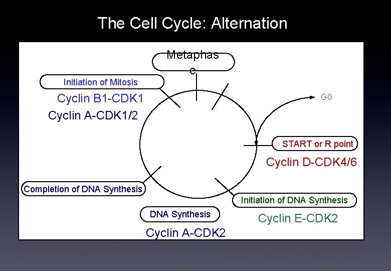 The Cell Cycle: Alternation Metaphas e Initiation of Mitosis Cyclin B 1 -CDK 1