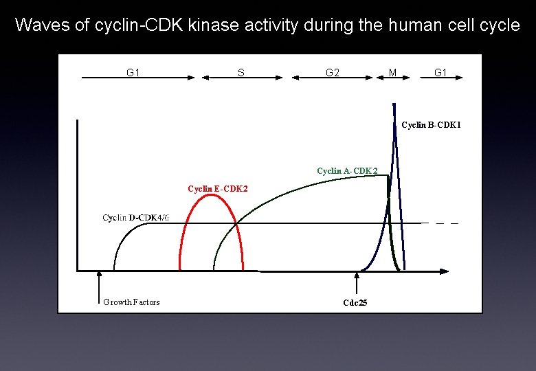 Waves of cyclin-CDK kinase activity during the human cell cycle G 1 S G
