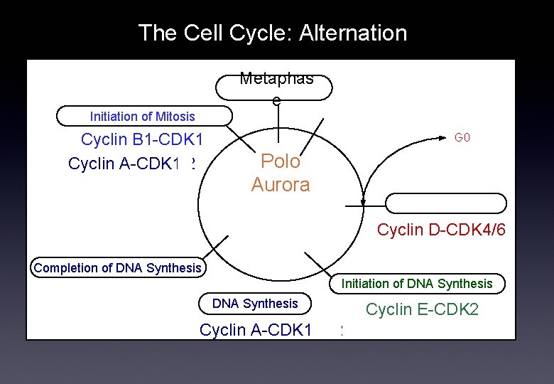 The Cell Cycle: Alternation Metaphas e Initiation of Mitosis Cyclin B 1 -CDK 1