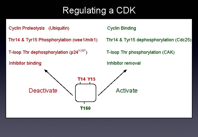 Regulating a CDK Cyclin Proteolysis (Ubiquitin) Cyclin Binding Thr 14 & Tyr 15 Phosphorylation