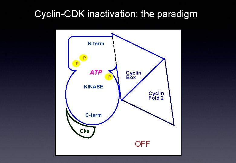 Cyclin-CDK inactivation: the paradigm N-term P P ATP P Cyclin Box KINASE Cyclin Fold