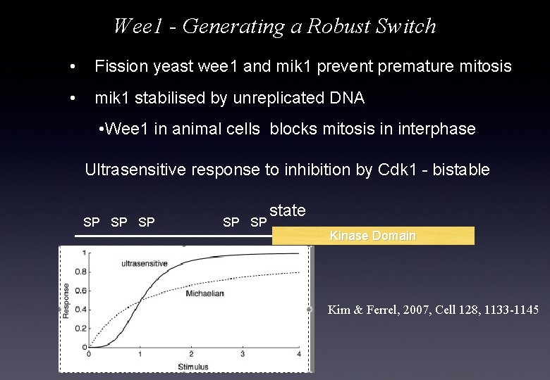 Wee 1 - Generating a Robust Switch • Fission yeast wee 1 and mik