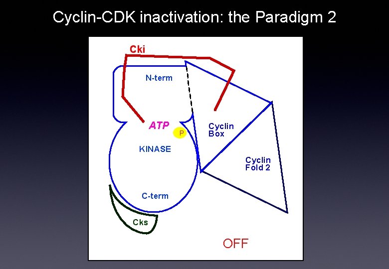 Cyclin-CDK inactivation: the Paradigm 2 Cki N-term ATP P Cyclin Box KINASE Cyclin Fold