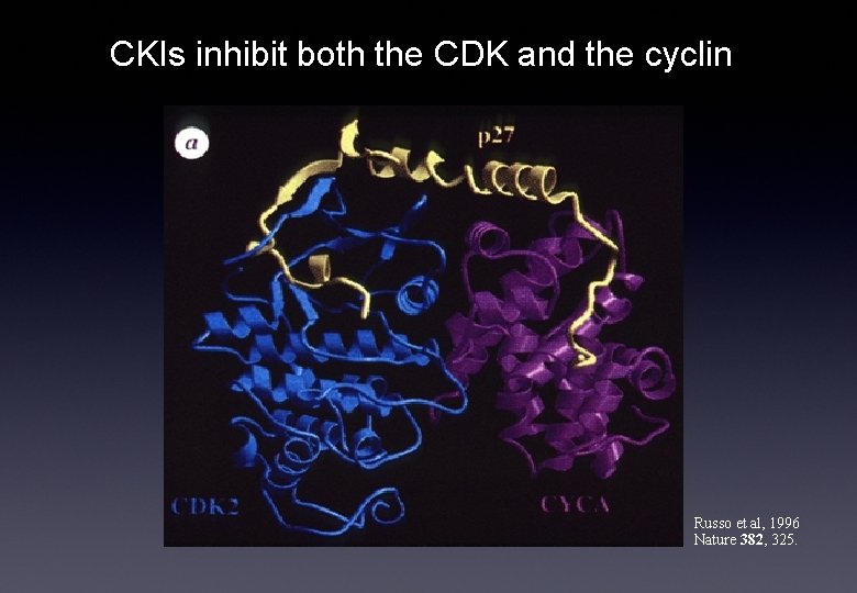 CKIs inhibit both the CDK and the cyclin Russo et al, 1996 Nature 382,