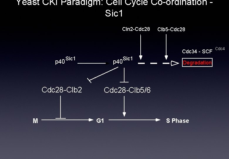 Yeast CKI Paradigm: Cell Cycle Co-ordination Sic 1 Cln 2 -Cdc 28 Clb 5