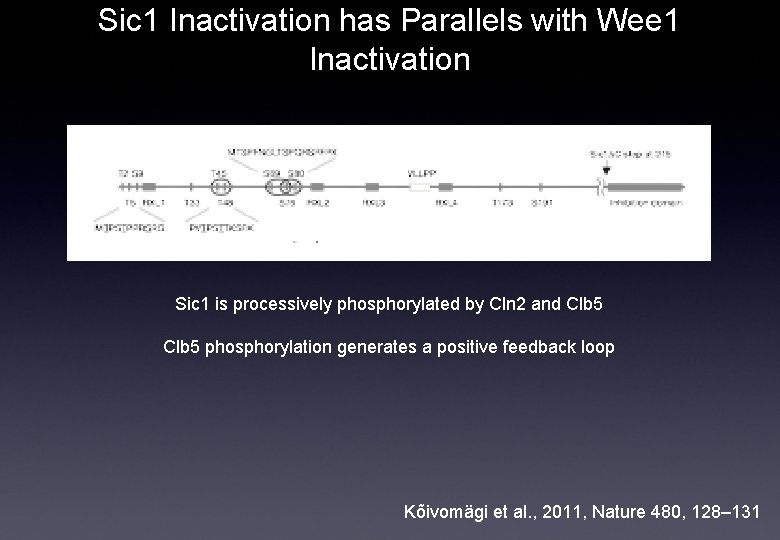 Sic 1 Inactivation has Parallels with Wee 1 Inactivation Sic 1 is processively phosphorylated