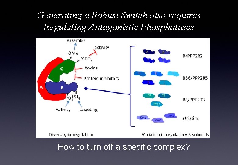 Generating a Robust Switch also requires Regulating Antagonistic Phosphatases How to turn off a