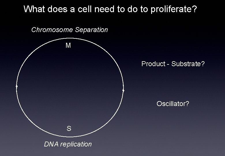 What does a cell need to do to proliferate? Chromosome Separation M Product -