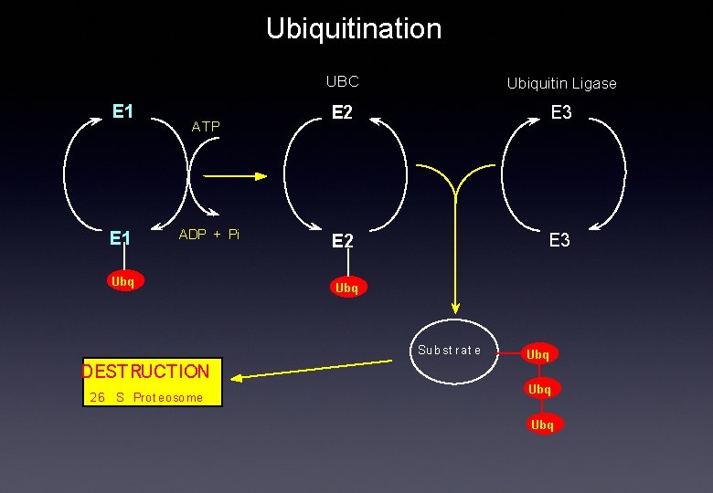 Ubiquitination E 1 ATP ADP + Pi Ubq UBC Ubiquitin Ligase E 2 E