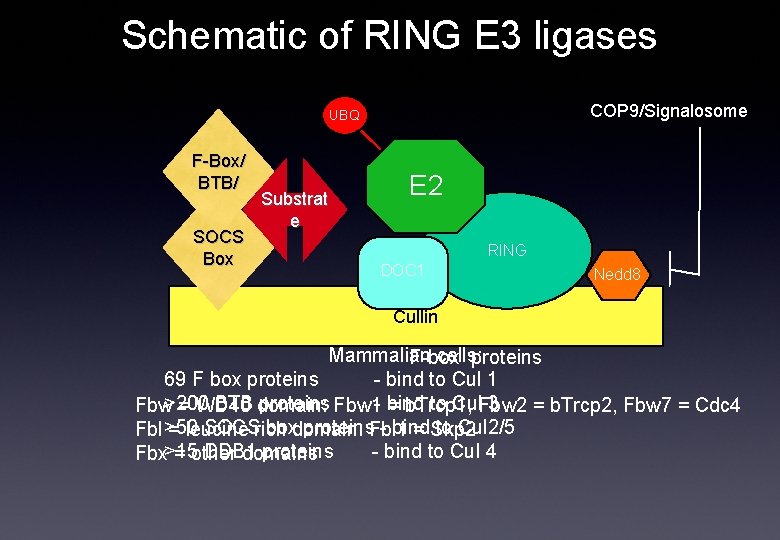 Schematic of RING E 3 ligases COP 9/Signalosome UBQ F-Box/ BTB/ SOCS Box Substrat