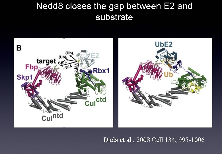 Nedd 8 closes the gap between E 2 and substrate Nedd 8 Duda et