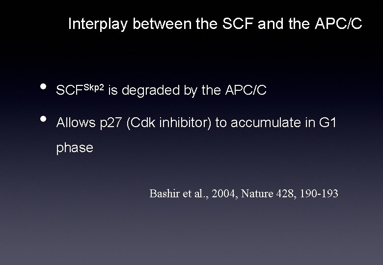 Interplay between the SCF and the APC/C • • SCFSkp 2 is degraded by