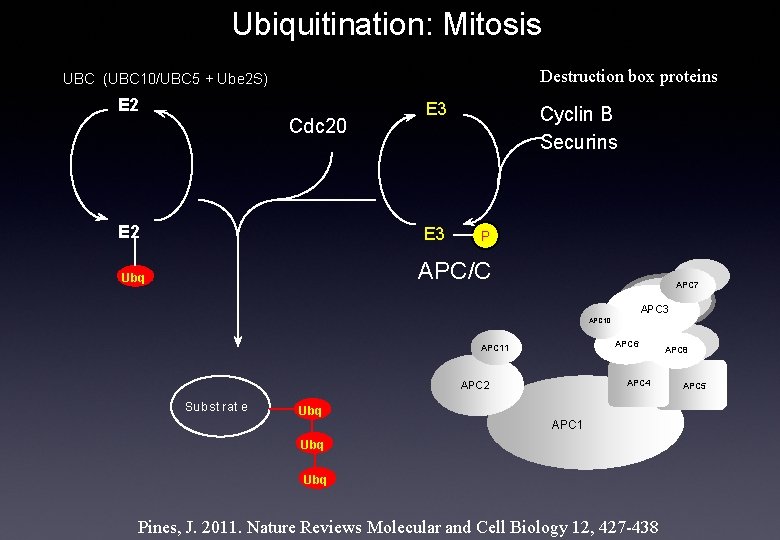 Ubiquitination: Mitosis Destruction box proteins UBC (UBC 10/UBC 5 + Ube 2 S) E