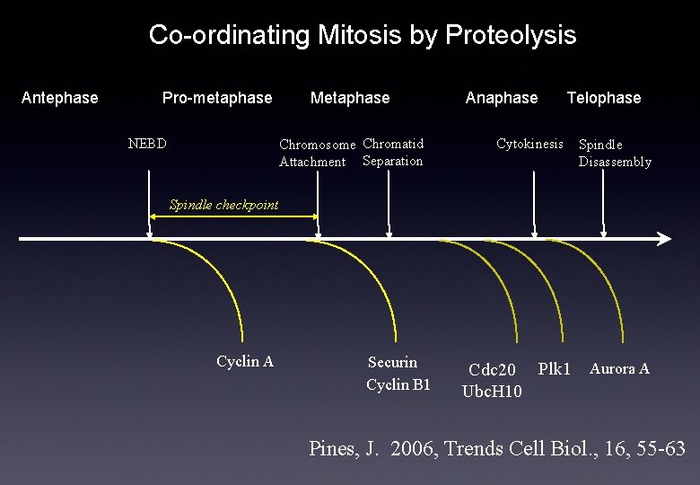 Co-ordinating Mitosis by Proteolysis Antephase Pro-metaphase NEBD Metaphase Chromosome Chromatid Attachment Separation Anaphase Cytokinesis