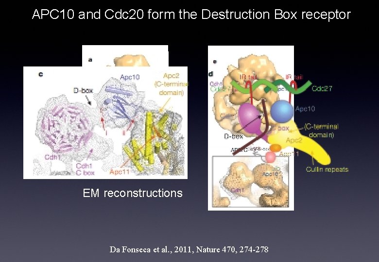 APC 10 and Cdc 20 form the Destruction Box receptor EM reconstructions Da Fonseca