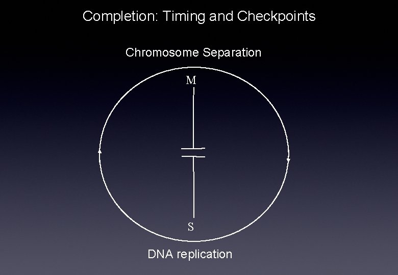 Completion: Timing and Checkpoints Chromosome Separation M S DNA replication 
