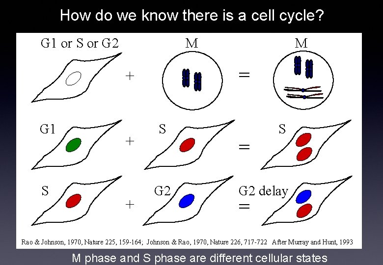 How do we know there is a cell cycle? G 1 or S or