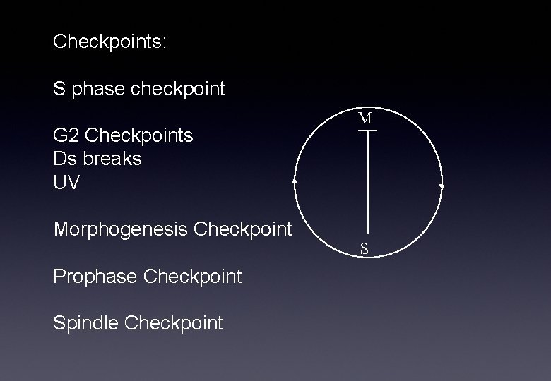 Checkpoints: S phase checkpoint G 2 Checkpoints Ds breaks UV Morphogenesis Checkpoint Prophase Checkpoint