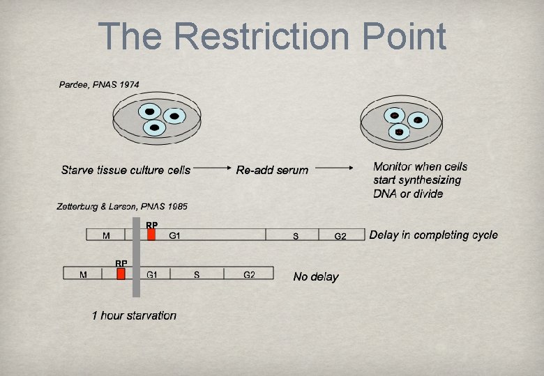 The Restriction Point 