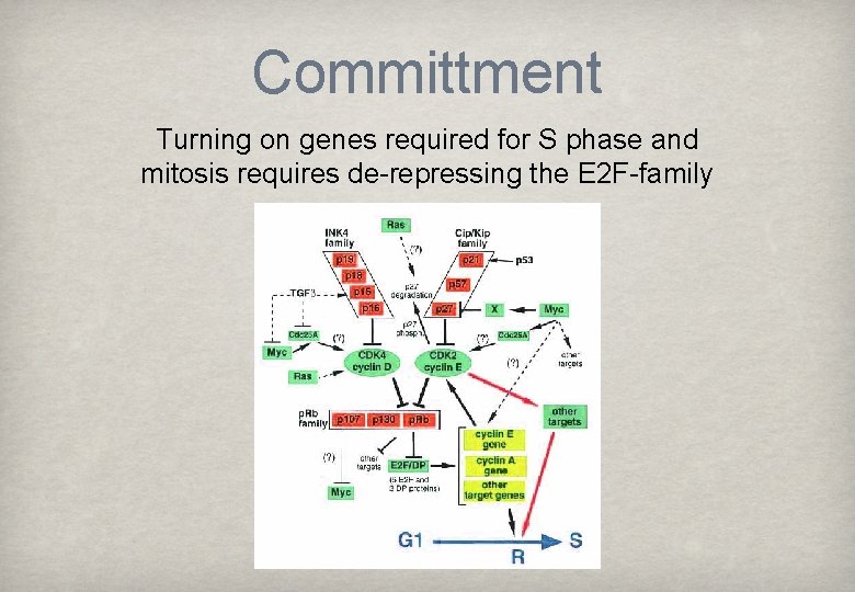 Committment Turning on genes required for S phase and mitosis requires de-repressing the E