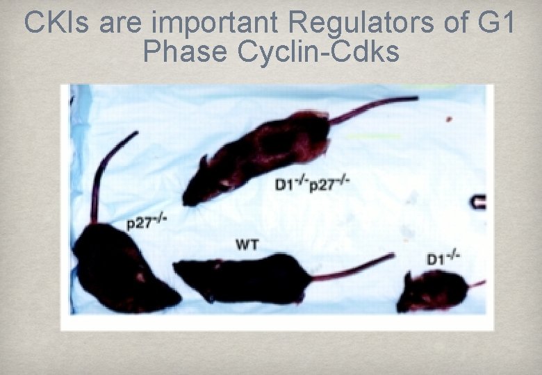 CKIs are important Regulators of G 1 Phase Cyclin-Cdks INK 4 family inhibit only